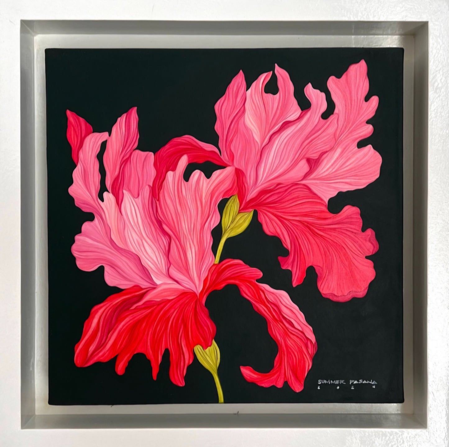 Iris Blossom Song