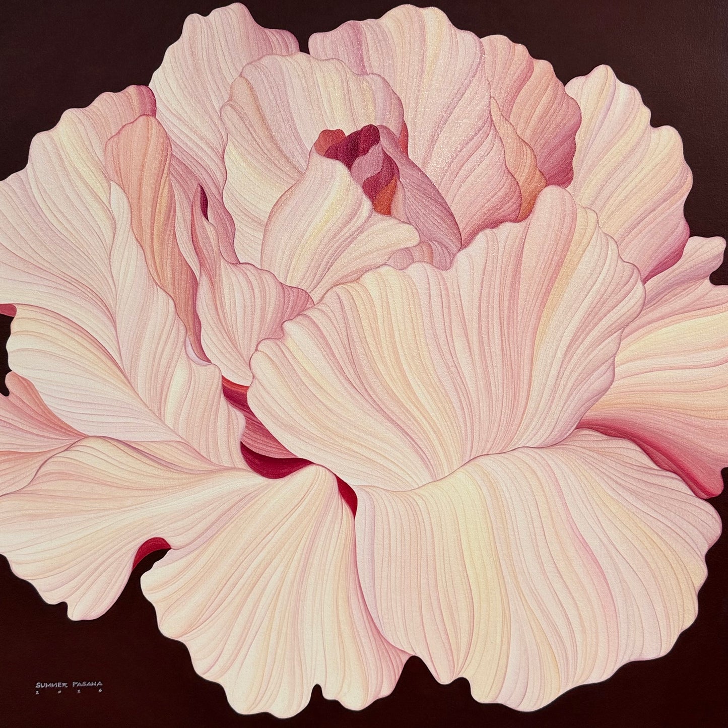 A Pristine Rose