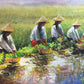 Rice Planting