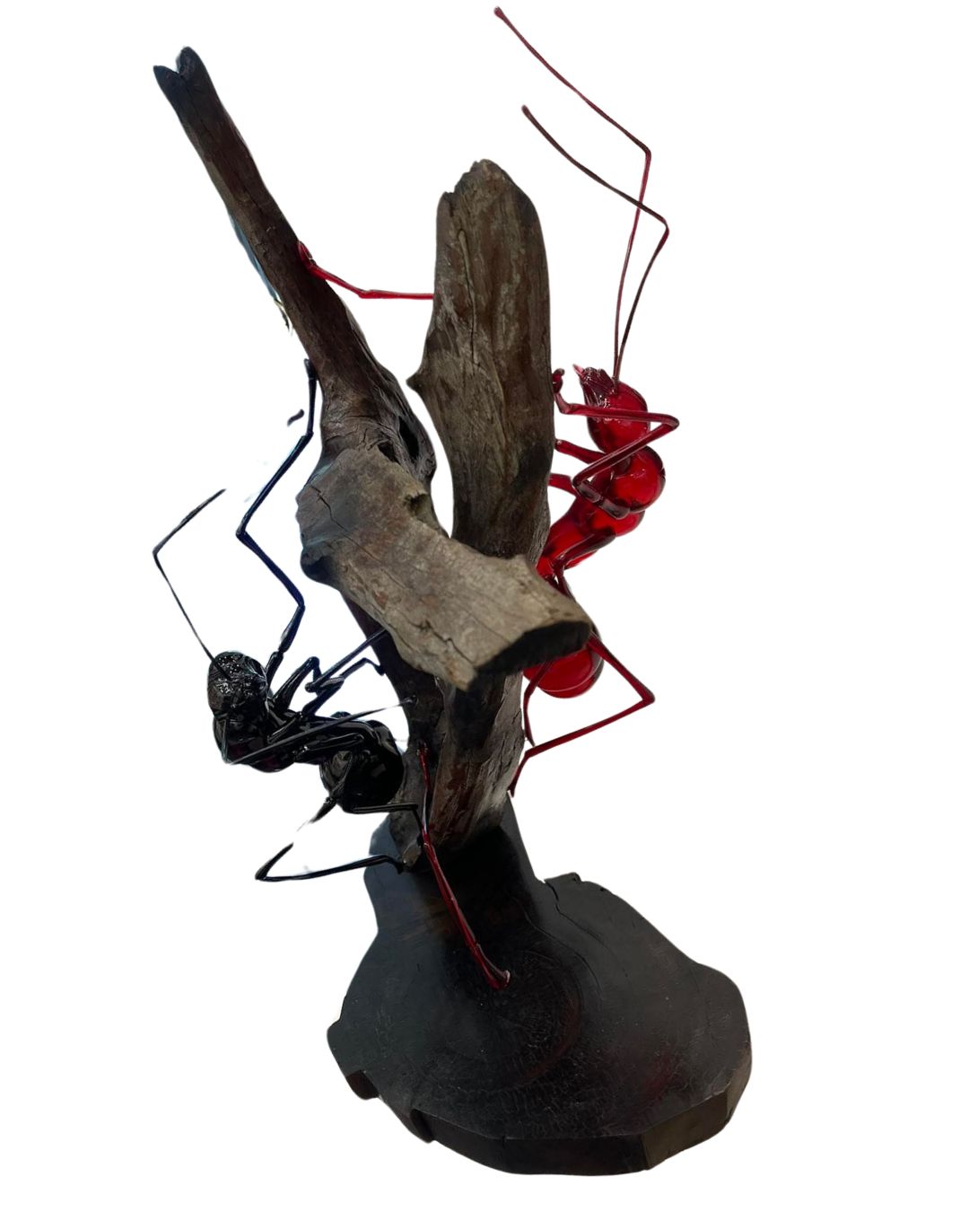 Black & Red Ant