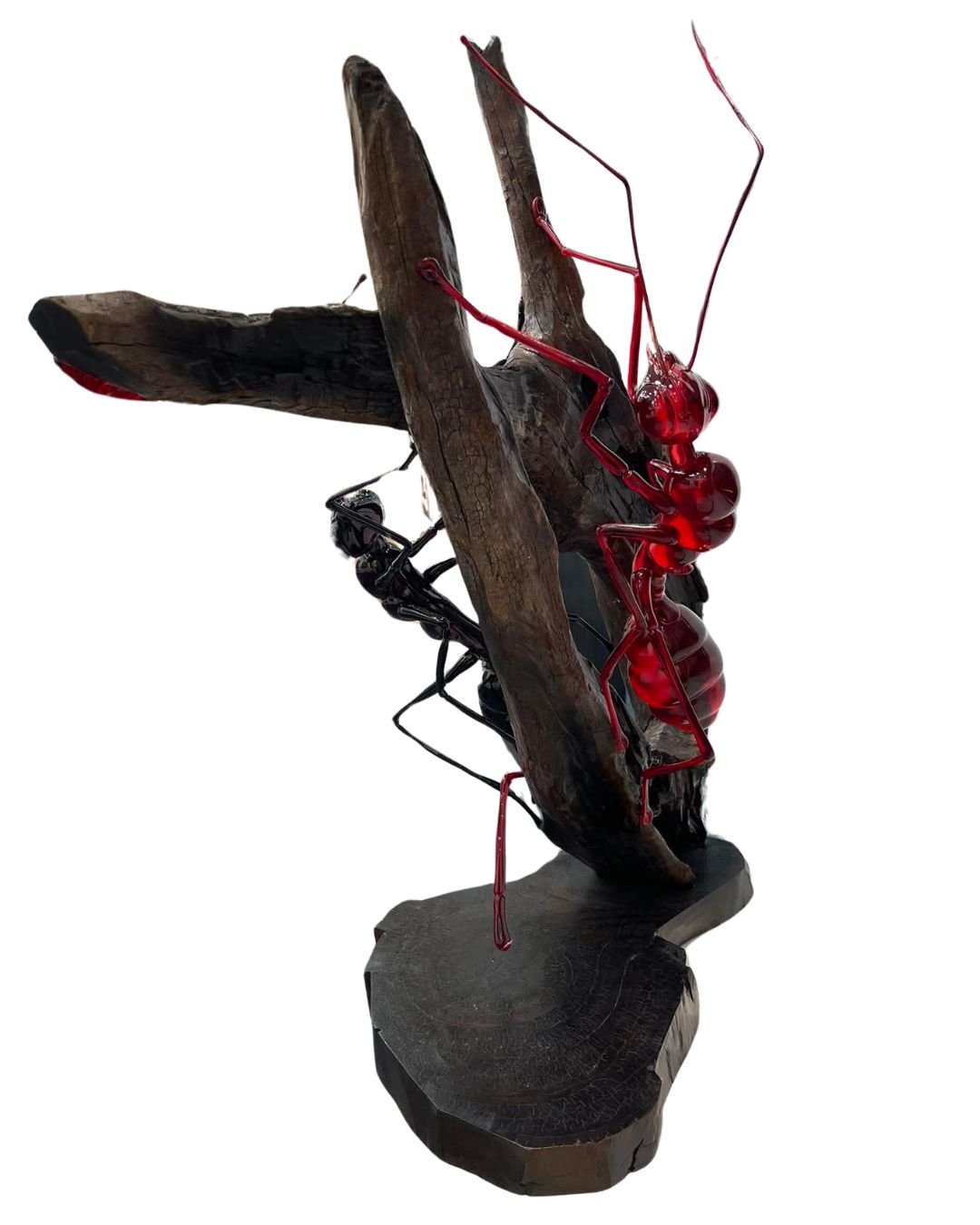 Black & Red Ant