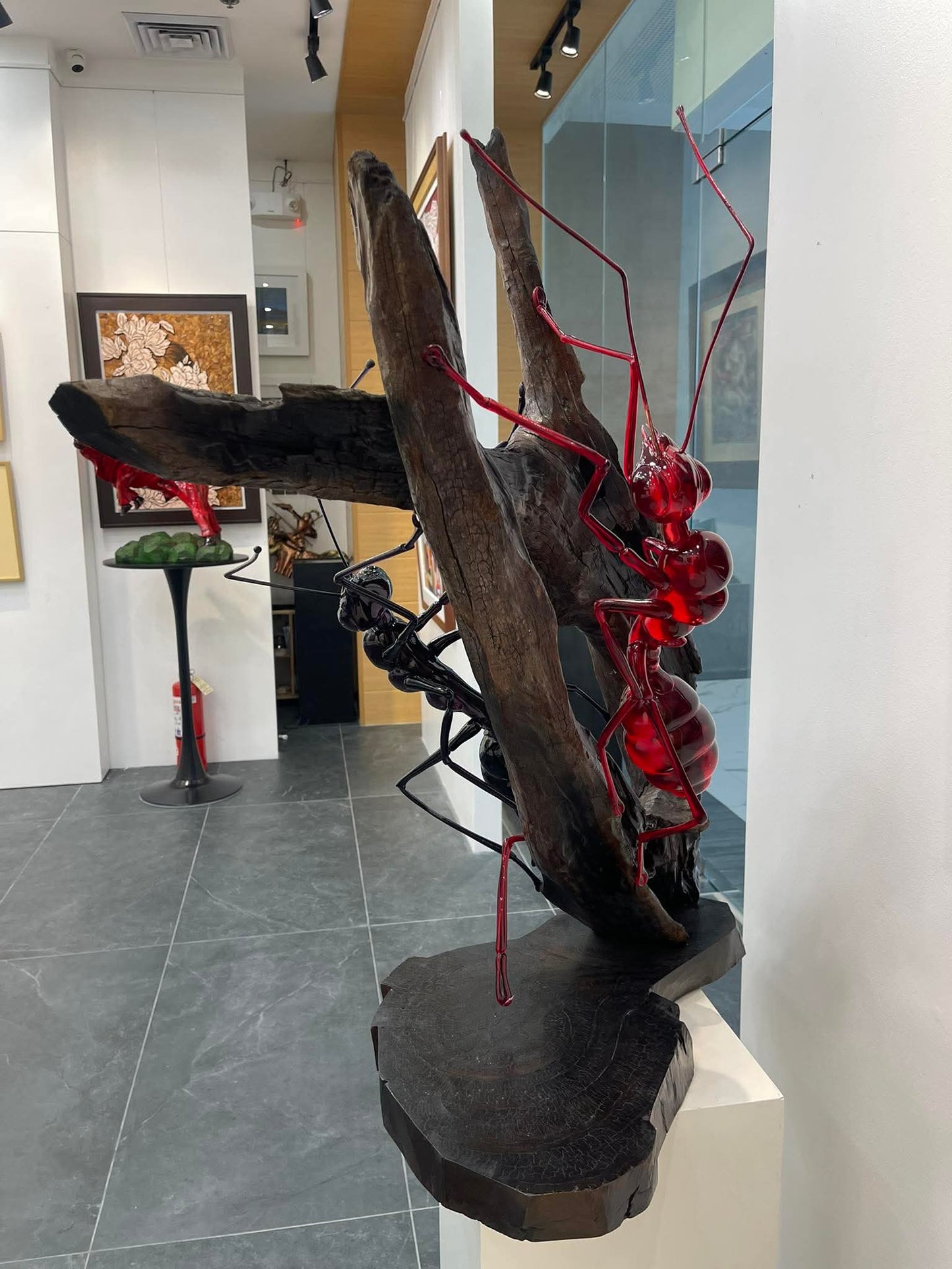 Black & Red Ant