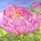 Peony (Pink Happiness)