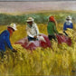 Rice Harvest