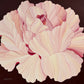 A Pristine Rose