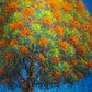 Royal Poinciana