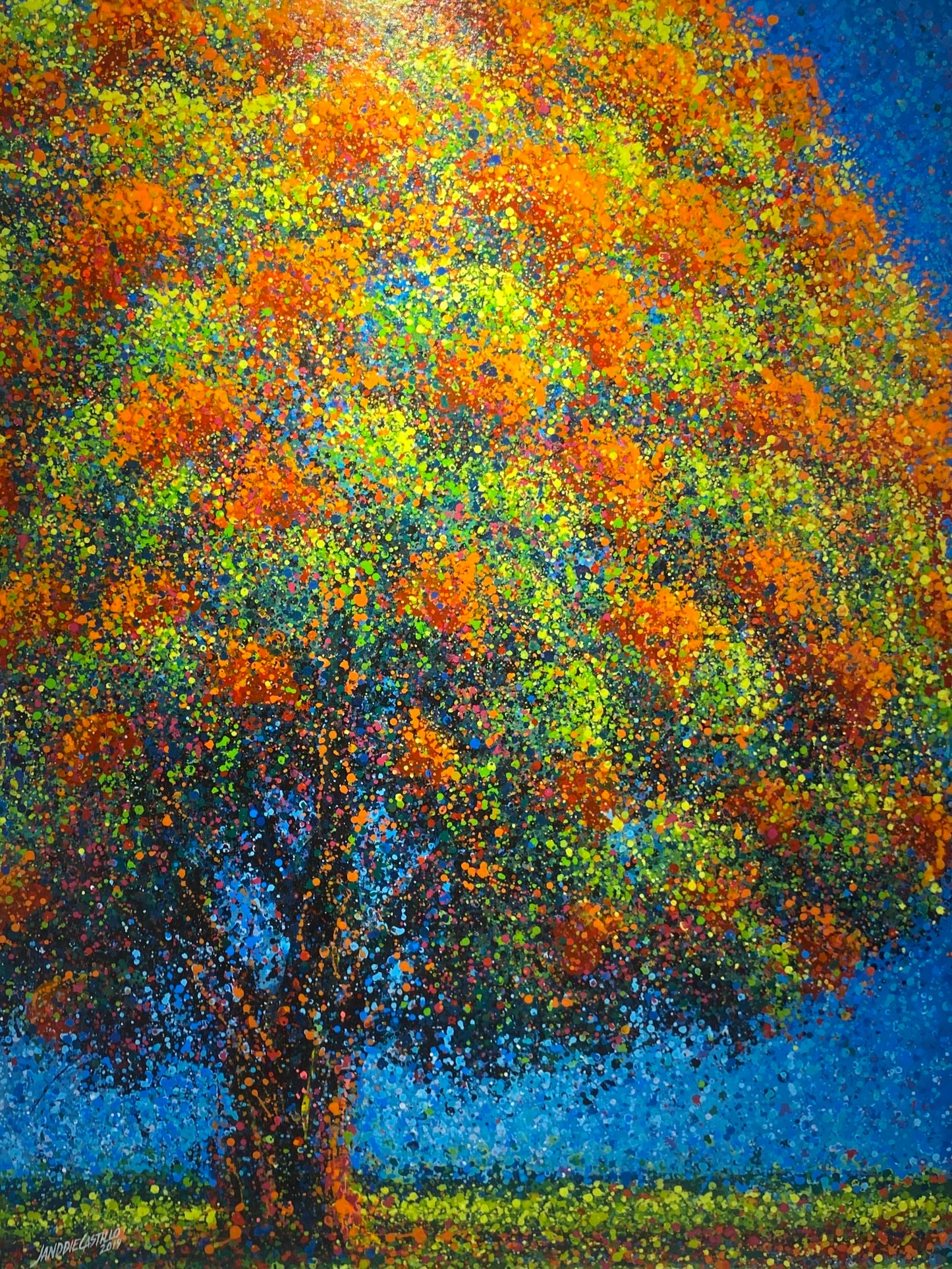 Royal Poinciana