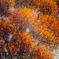 Fire Tree