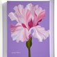 Iris and Lilac