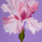 Iris and Lilac