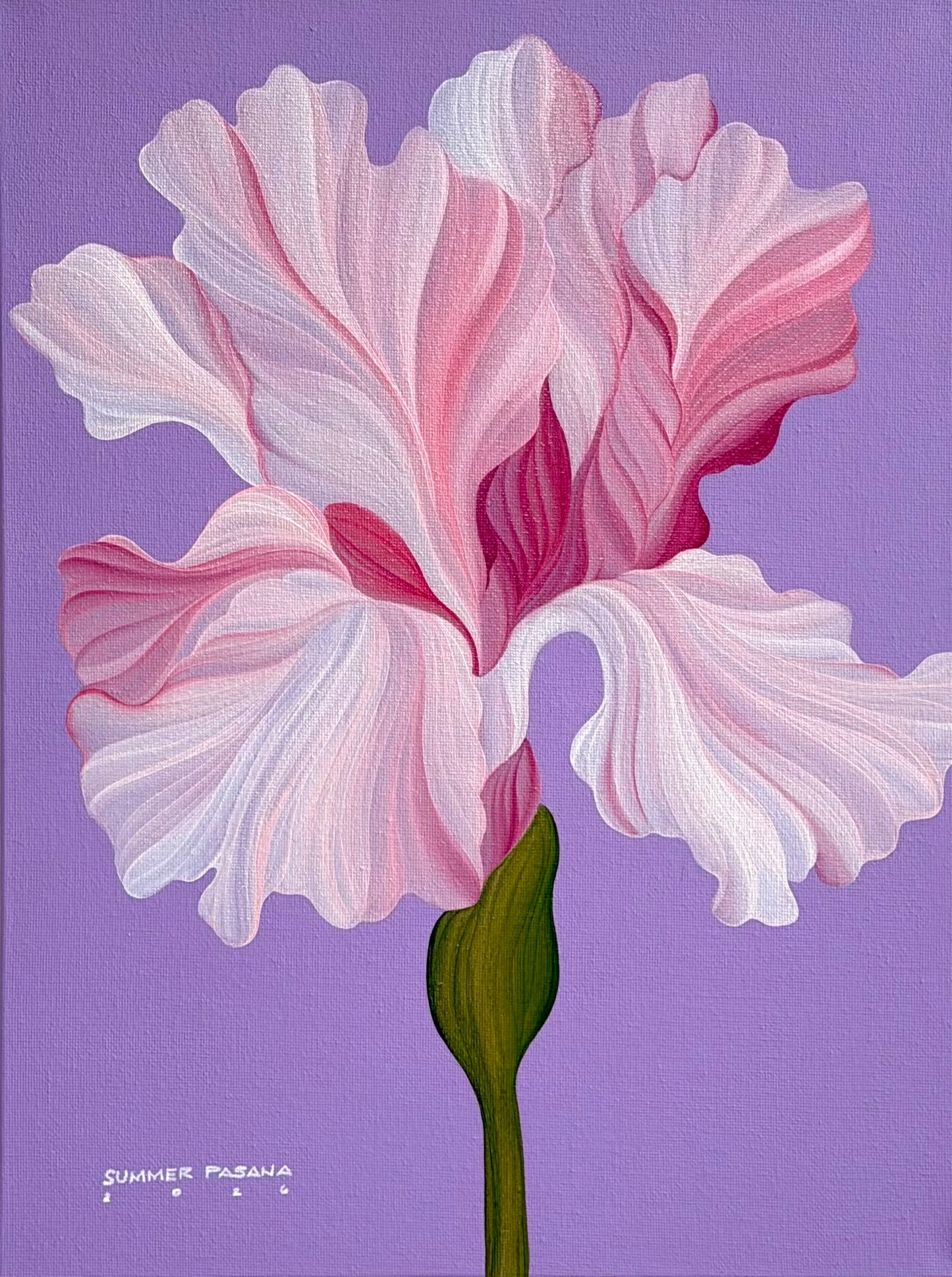 Iris and Lilac