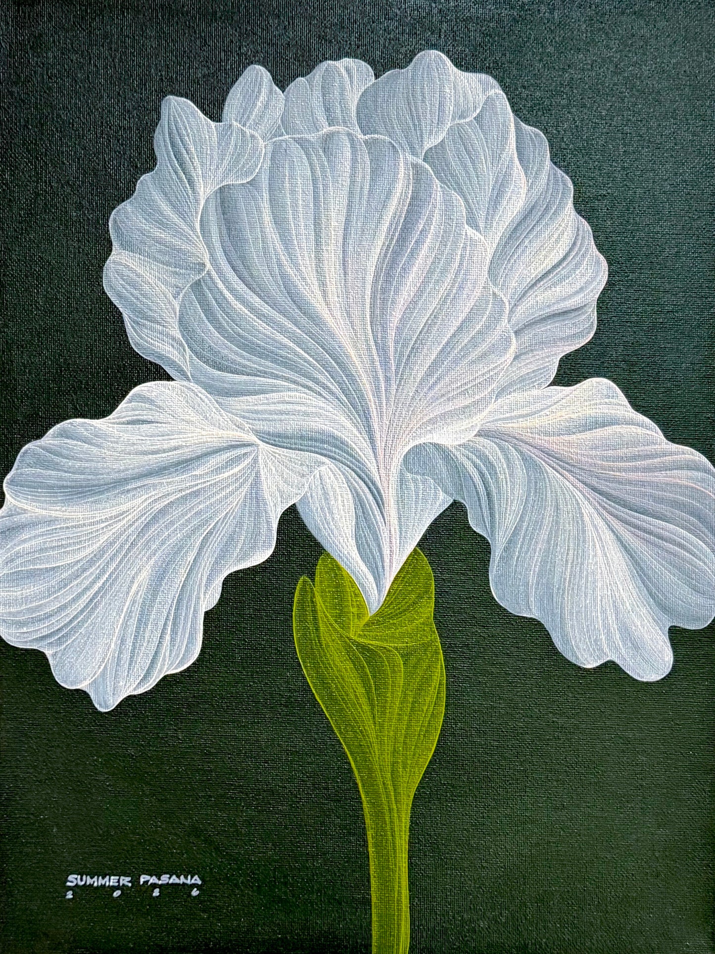 Stillness in White
