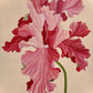 Iris Windsor Rose
