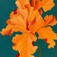Iris Orange Titan
