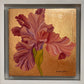 Iris Golden Hour