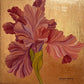 Iris Golden Hour