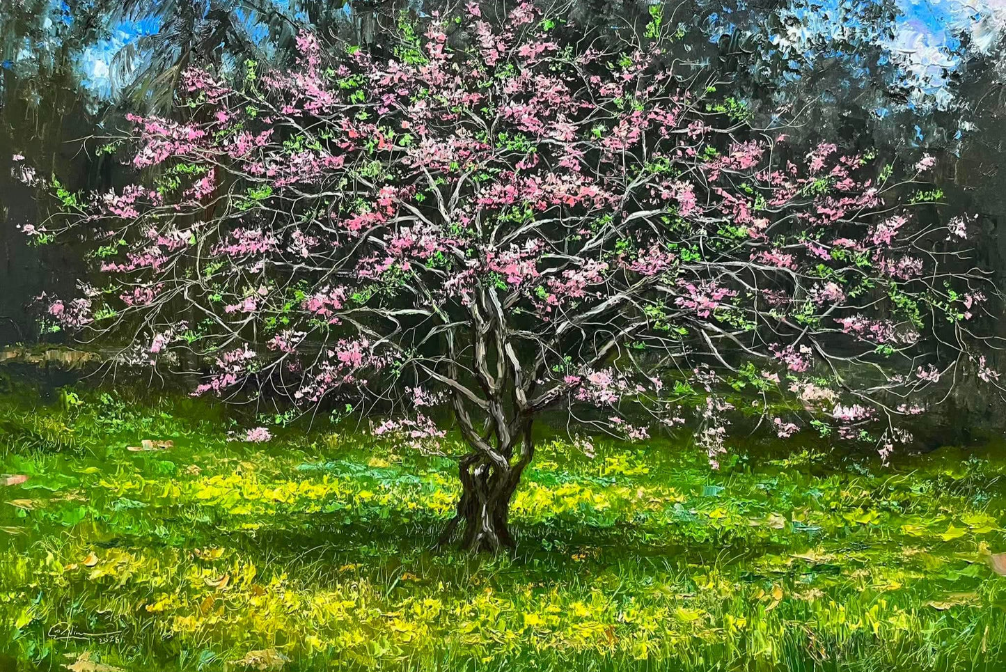 Kakawate Blooms