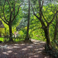 Under The Shade Of Greens