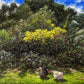 Wandering Couple