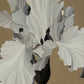 Iris Domino Noir
