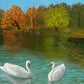 Grace in Still Waters