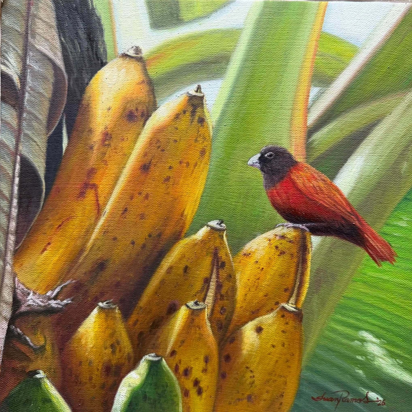 Mayang Pinoy