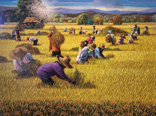 Rice Harvest Series II